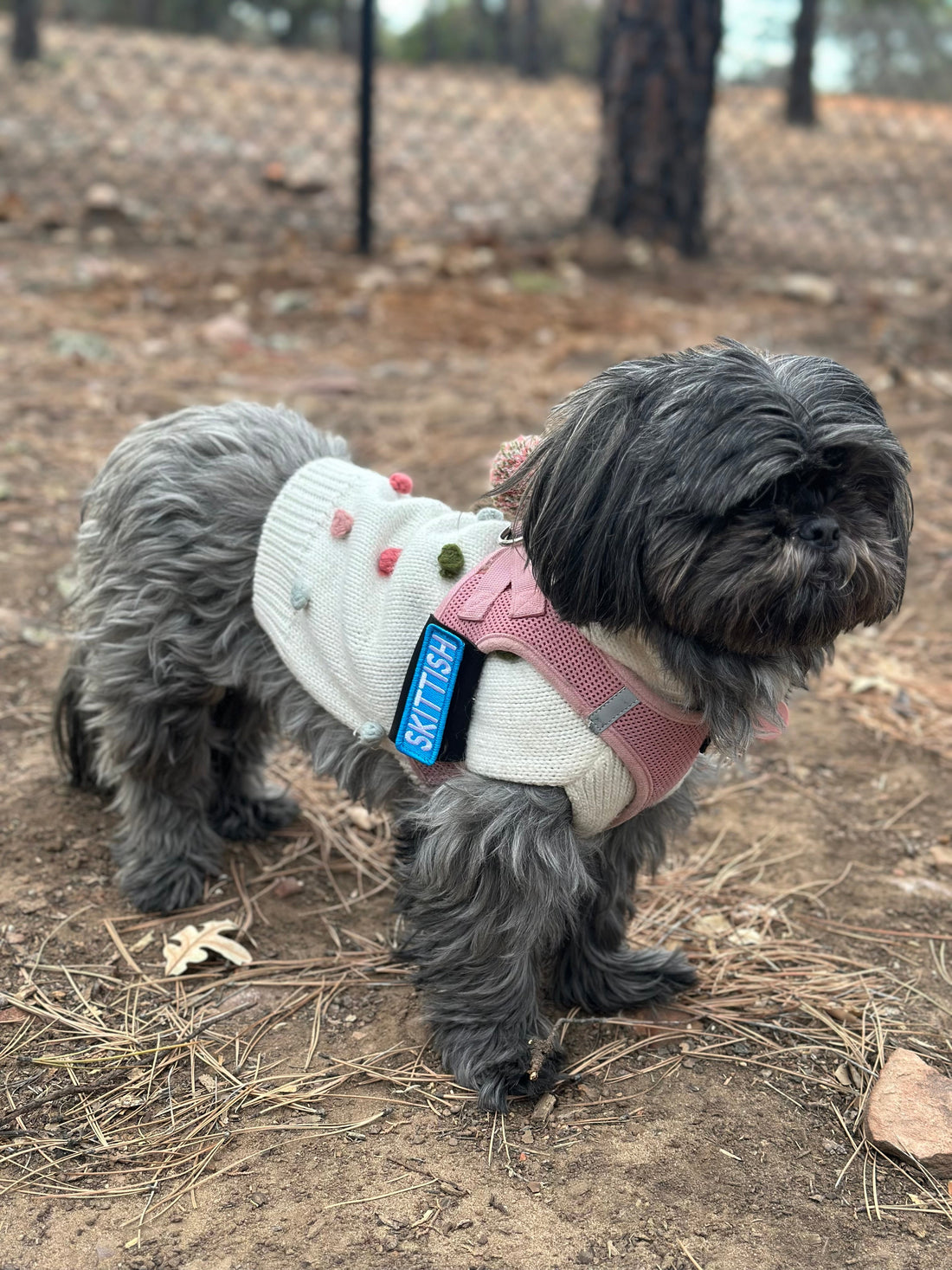 Empowering Pet Parents: Why We Made the Harness Band