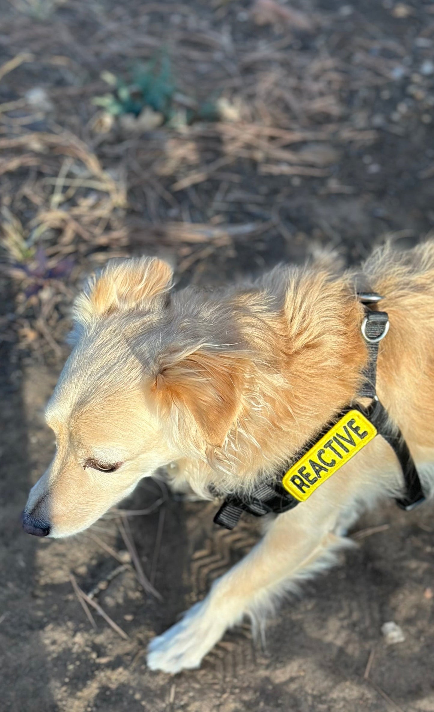 Patch: Reactive